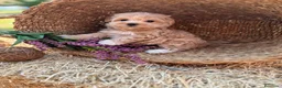 Maltipoo perros en venta: Maltipoo  - Anuncio 6