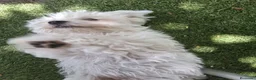 Bichón Maltés perros en venta: Bichón Maltés Americano - Anuncio 5