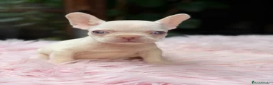Bulldog Francés 2