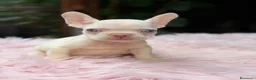Bulldog Francés perros en venta: Bulldog francés ojos azules  - Anuncio 7