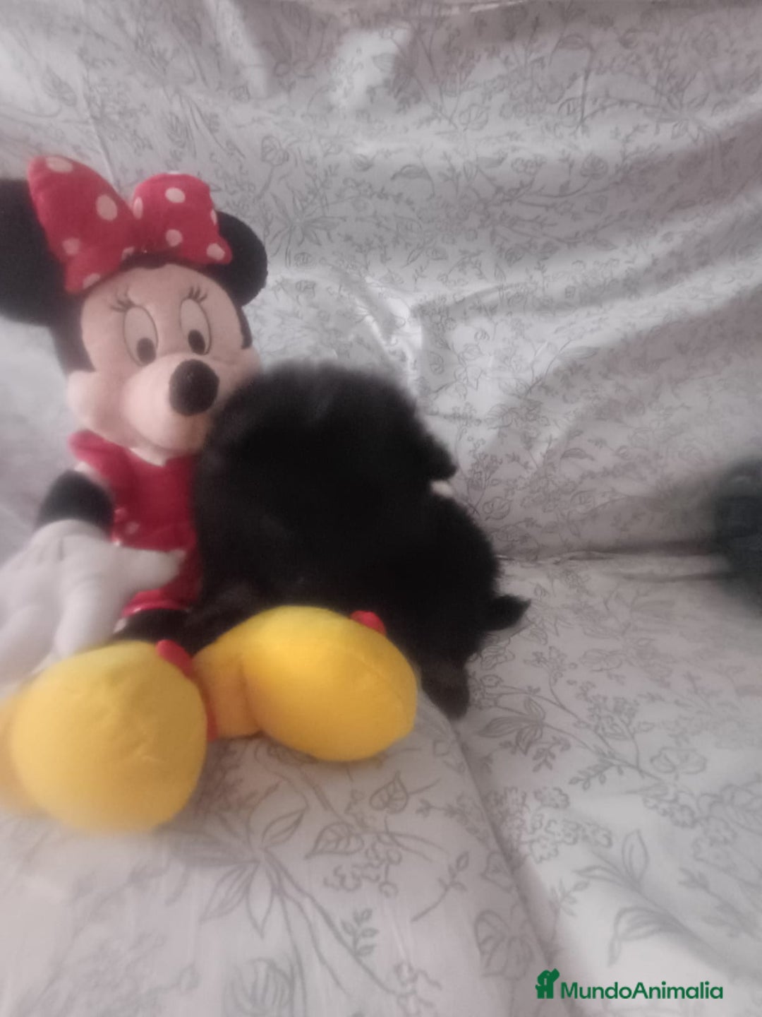 Pomerania perros en venta: Hembra de pomerania toys  - Imagen 4