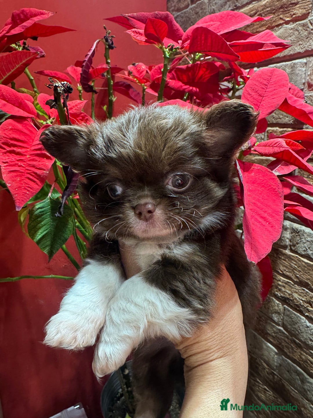 Chihuahua perros en venta: Chihuahua línea rusa  - Anuncio 2