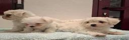 Bichón Maltés perros en venta: BICHON MALTES MACHO EXCLUSIVO  - Anuncio 2