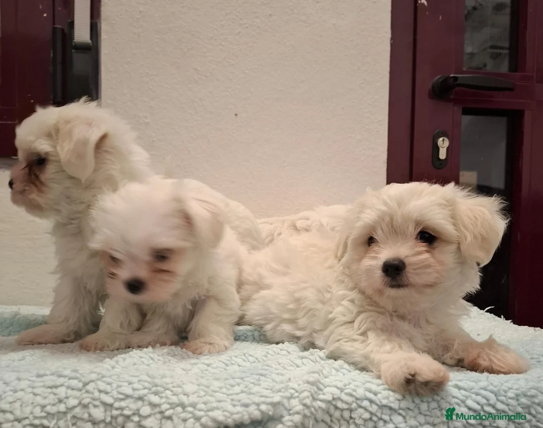 Bichón Maltés perros en venta: BICHON MALTES MACHO EXCLUSIVO  - Anuncio 2