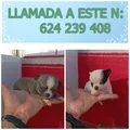 Chihuahua Cachorro 4