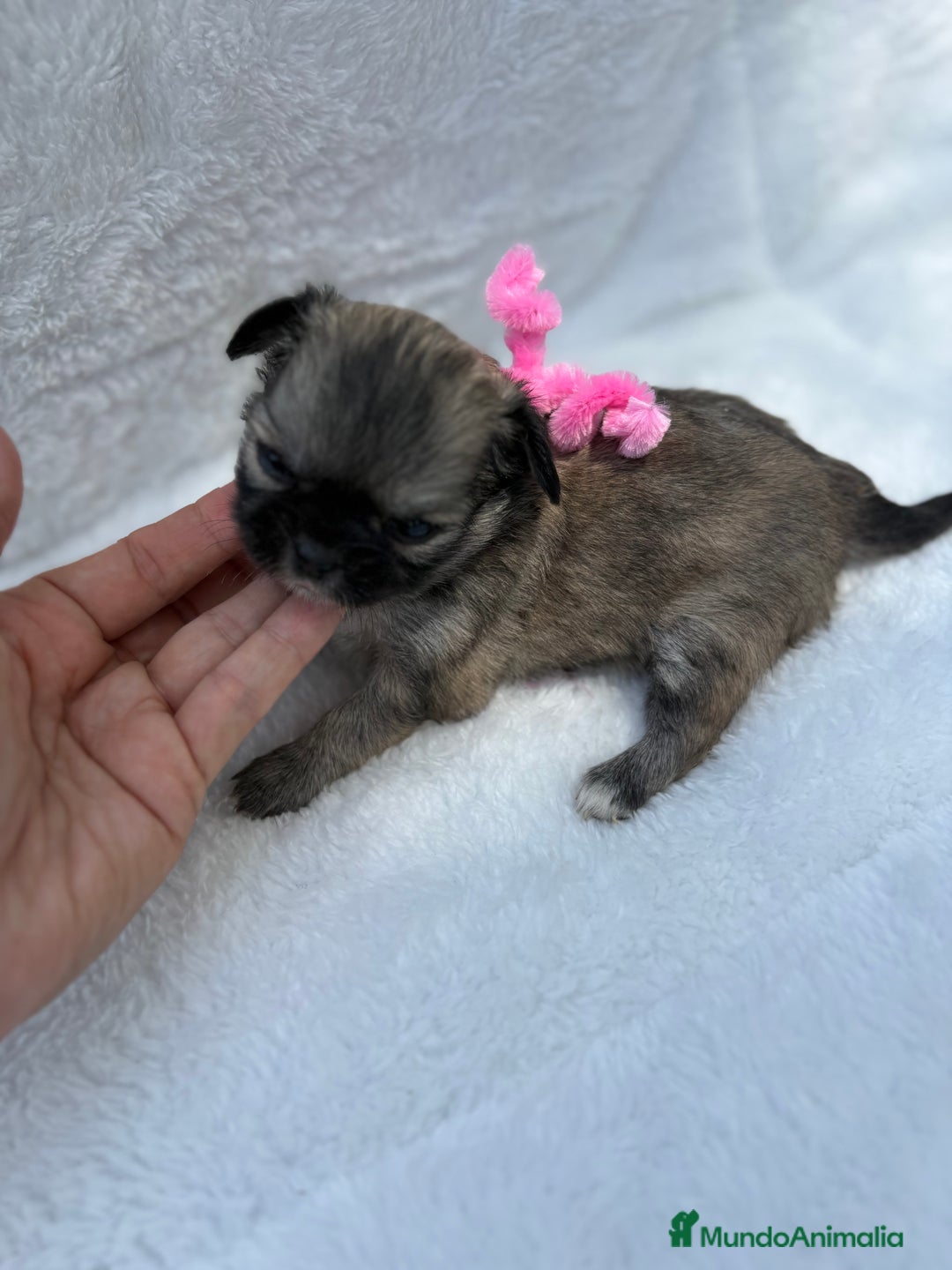 Chihuahua perros en venta: Chihuahuas Diminutos - Imagen 5