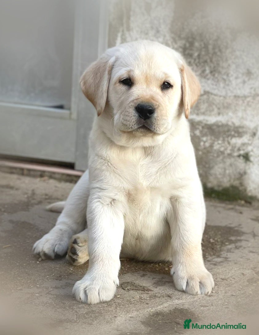 Labrador Retriever perros Cachorros de labradores amarillos - Anuncio 1