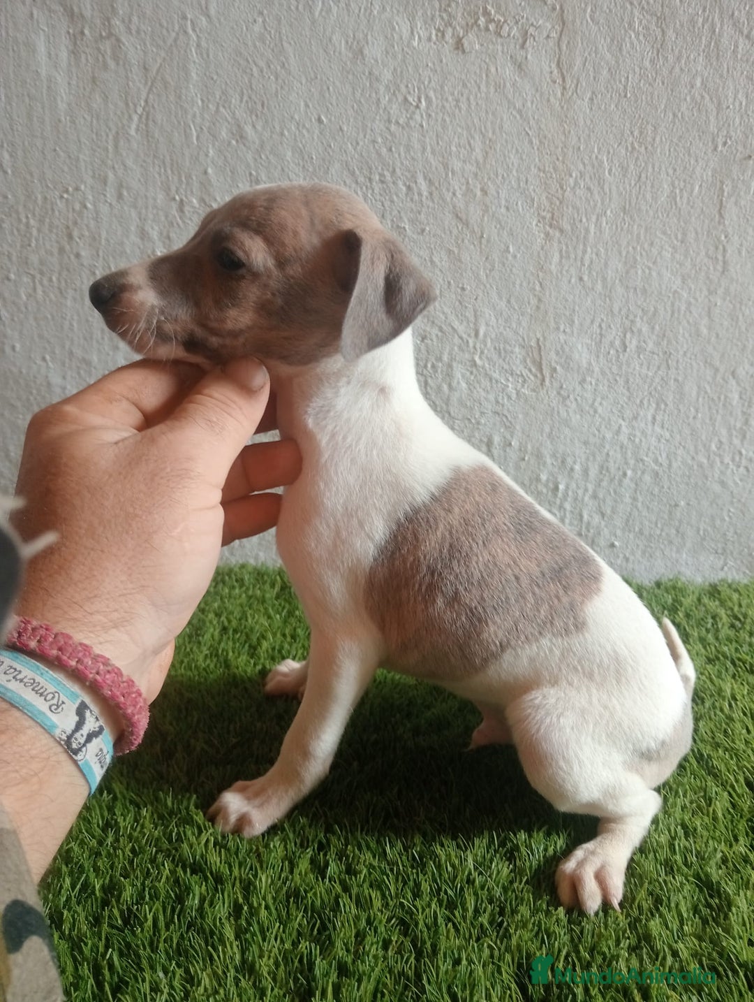 Pequeño Lebrel Italiano perros en venta: Piccolo italiano  - Imagen 3