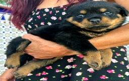 Rottweiler perros en venta: ROTTWEILER cachorros - Imagen 19