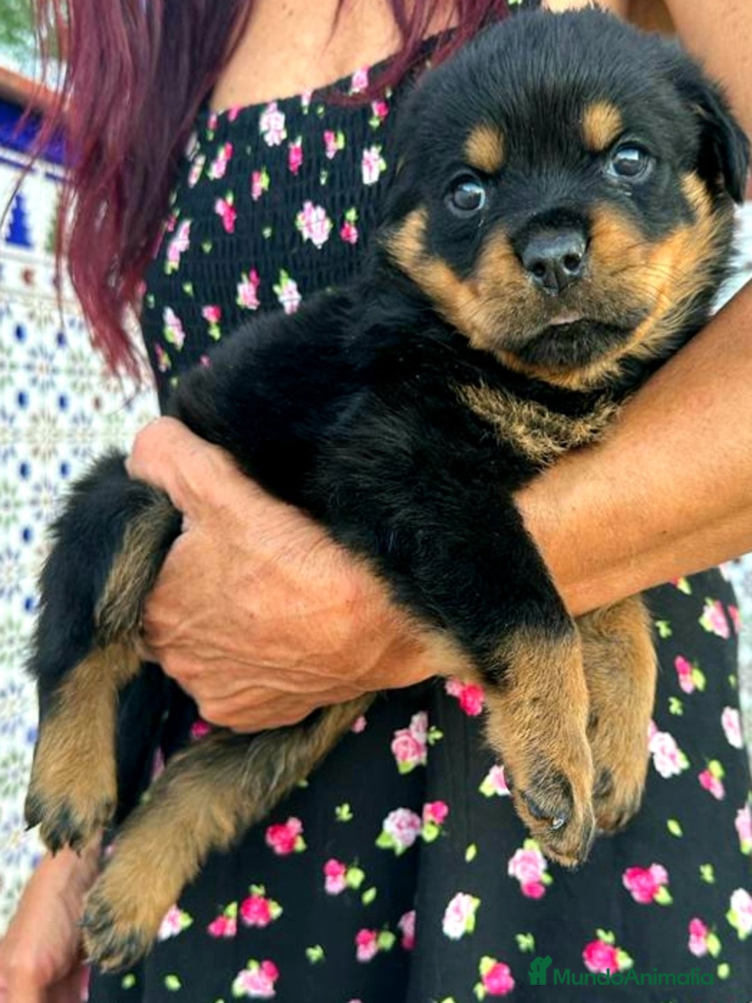 Rottweiler perros en venta: ROTTWEILER cachorros - Imagen 19