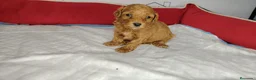 Caniche Enano perros en venta: Caniche  - Anuncio 2