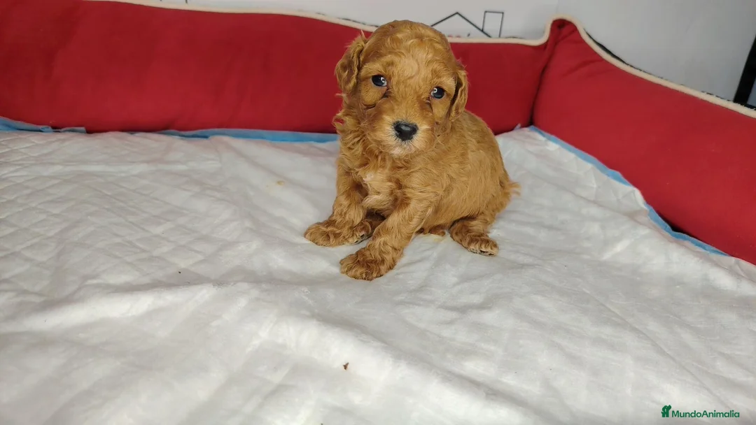 Caniche Enano perros en venta: Caniche  - Anuncio 2