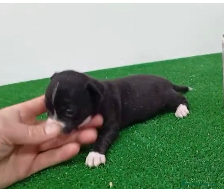 Chihuahua perros Chihuhua  - Anuncio 3