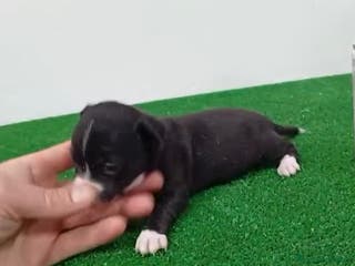 Chihuahua perros Chihuhua - Anuncio 8