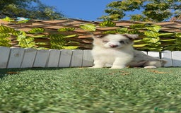 Border Collie perros en venta: BORDER COLLIE - Anuncio 18