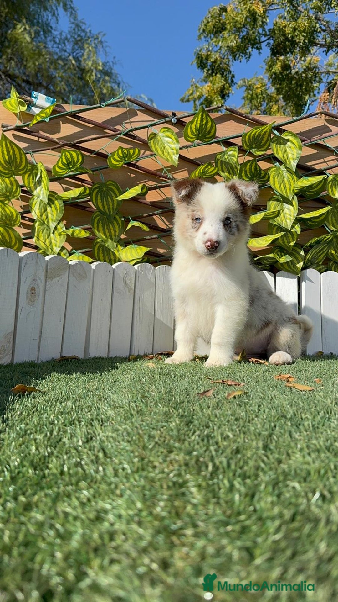 Border Collie perros en venta: BORDER COLLIE - Anuncio 18