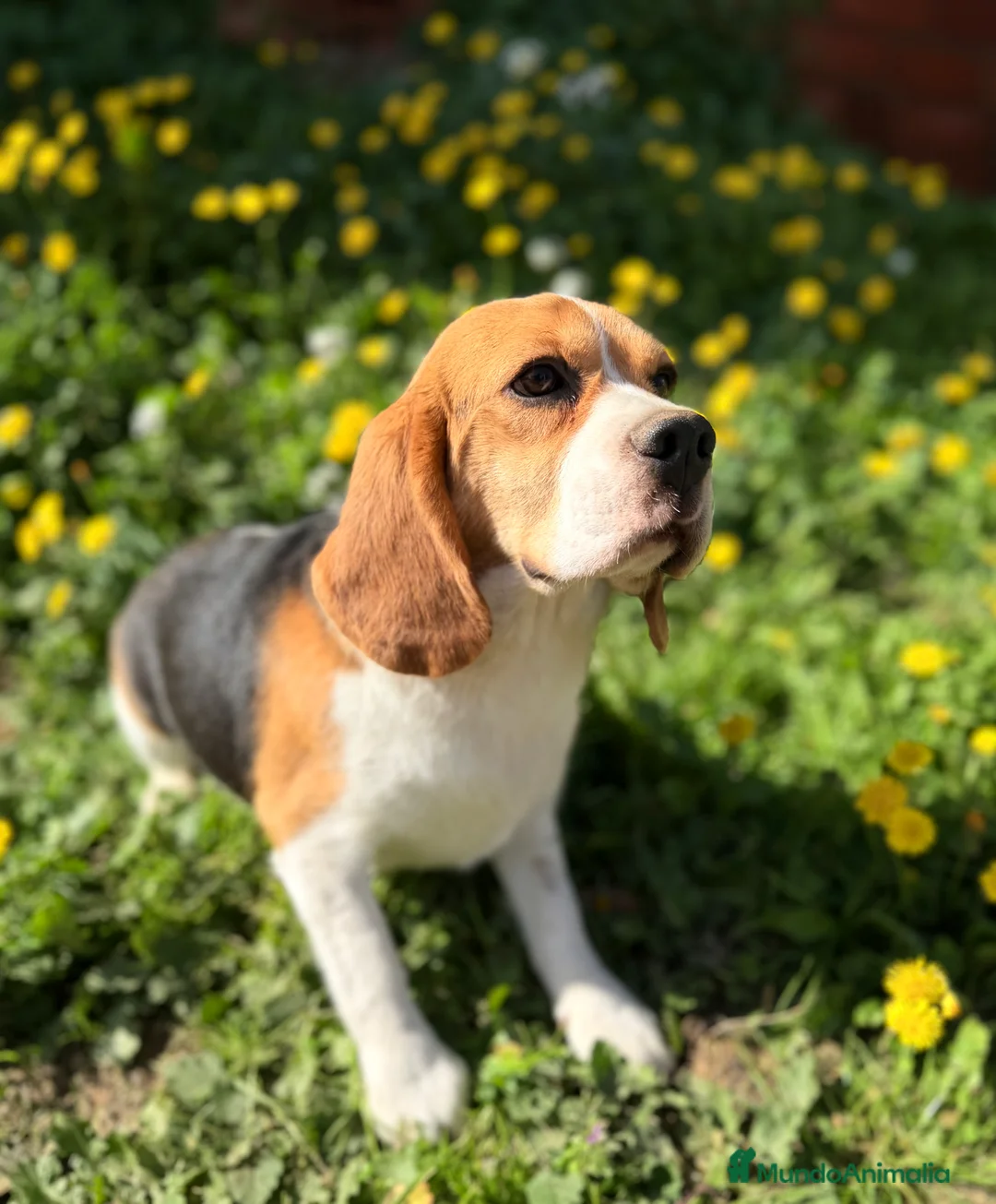 Beagle perros en venta: Beagle en adopción  - Anuncio 6