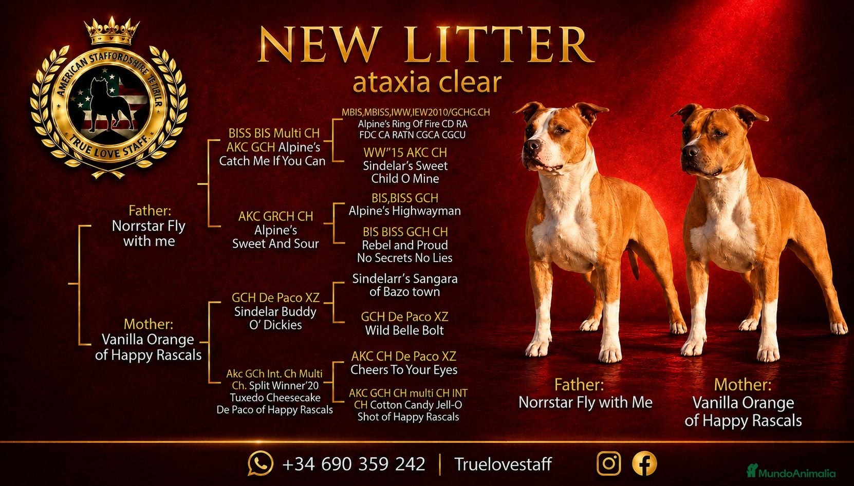 American Staffordshire-Terrier perros American staffordshire Terrier  - Anuncio 1
