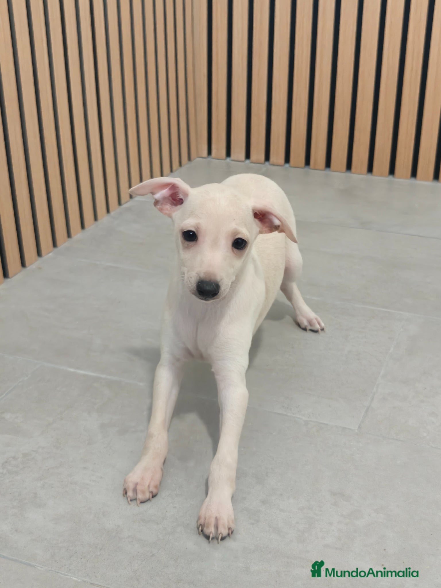 Pequeño Lebrel Italiano perros Pequeño Lebrel Italiano Piccolo Galgo Italiano  - Anuncio 6