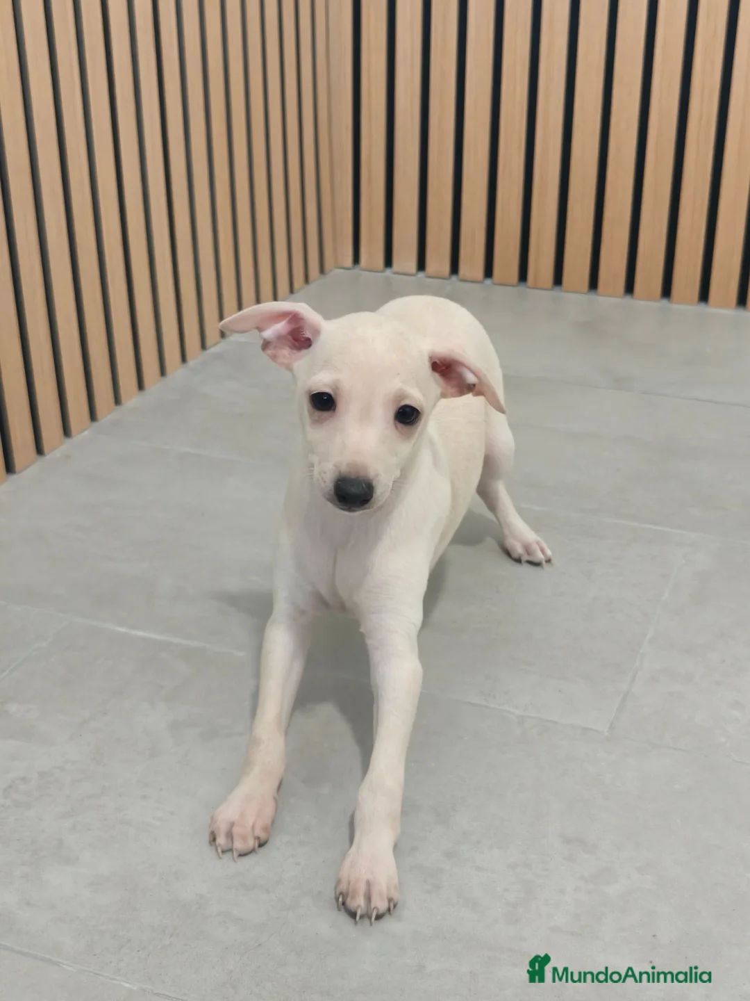 Pequeño Lebrel Italiano perros en venta: Pequeño Lebrel Italiano Piccolo Galgo Italiano  - Anuncio 1