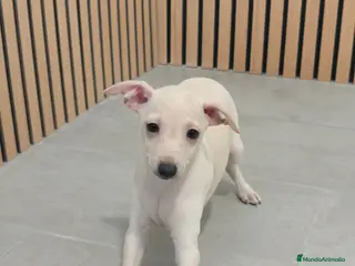 Pequeño Lebrel Italiano perros Pequeño Lebrel Italiano Piccolo Galgo Italiano - Anuncio 6