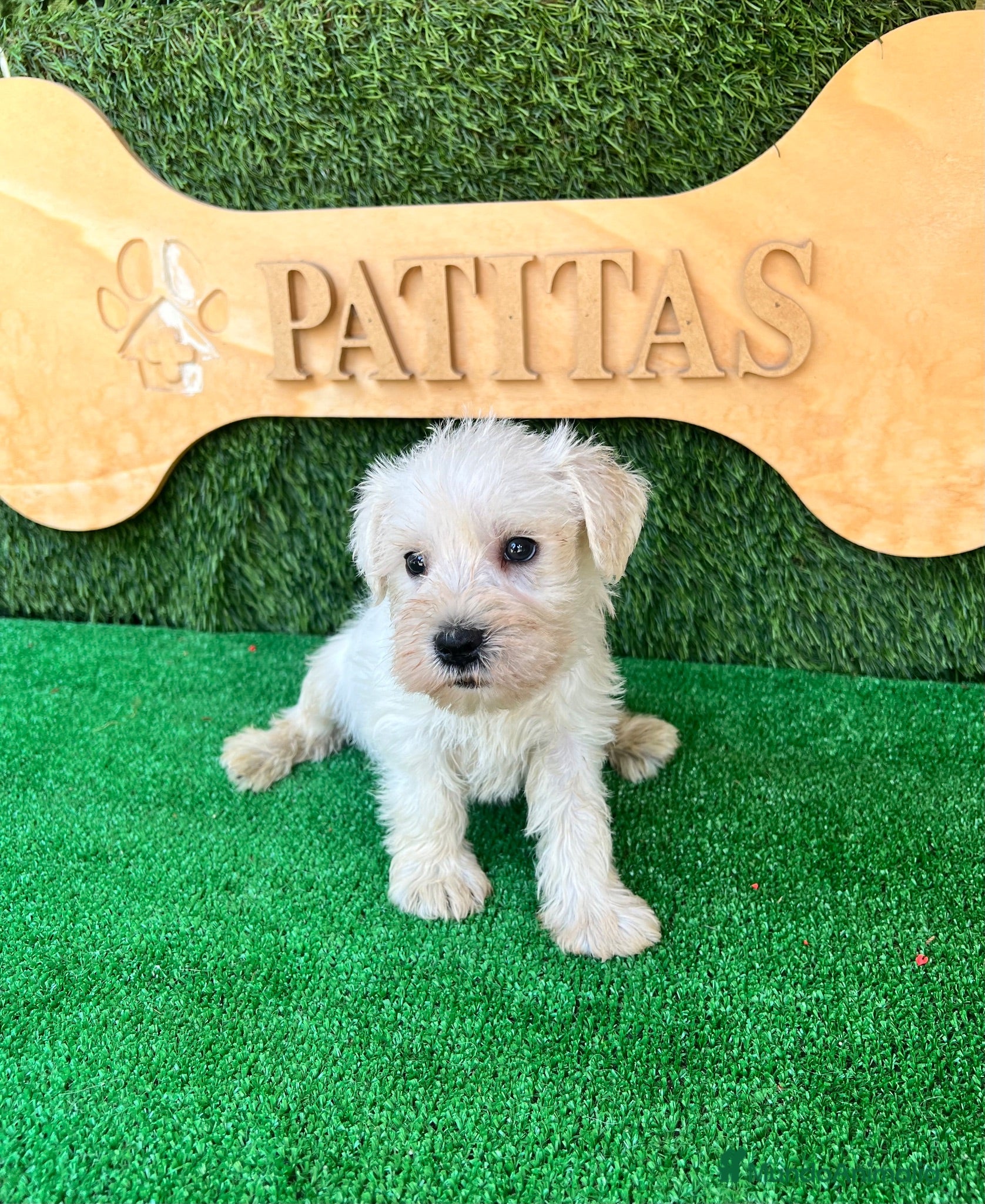 Schnauzer Miniatura perros Schnauzer mini blanco - Anuncio 3