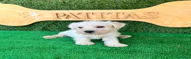 Schnauzer Miniatura 1