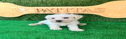 Schnauzer Miniatura perros en venta: Schnauzer mini blanco - Anuncio 1