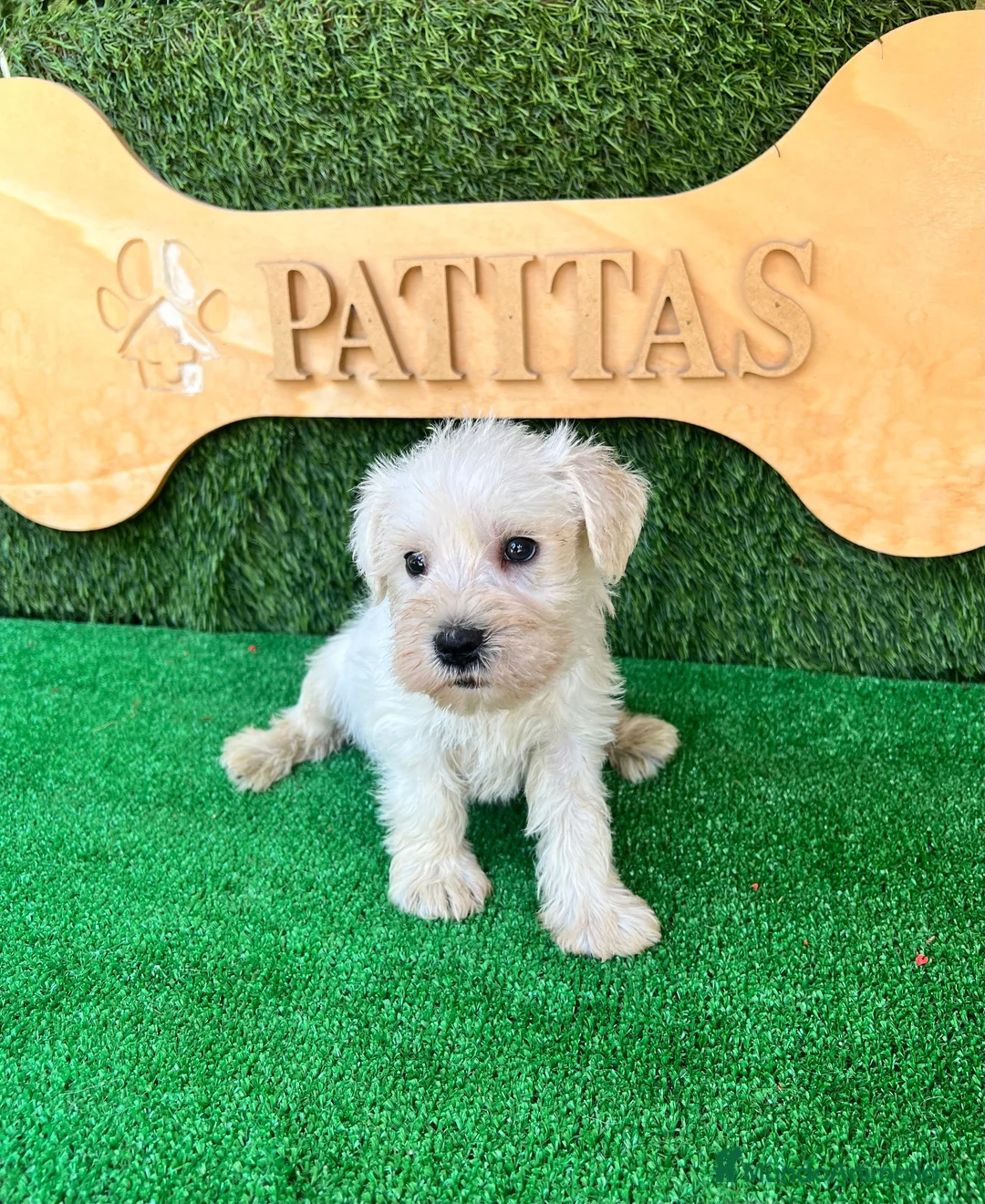 Schnauzer Miniatura perros en venta: Schnauzer mini blanco - Anuncio 1