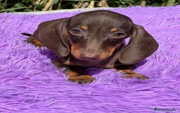 Teckel Miniatura perros en venta: Teckel miniatura  - Imagen 6