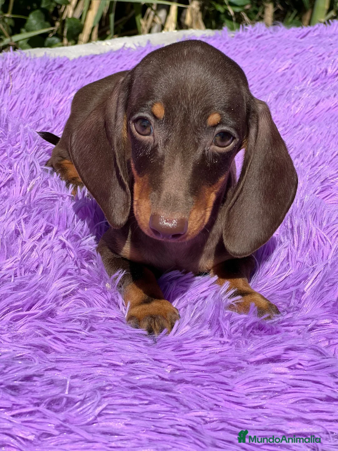 Teckel Miniatura perros en venta: Teckel miniatura  - Anuncio 6