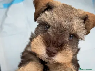 Schnauzer Miniatura perros Schnauzer Miniatura marrones - Anuncio 2