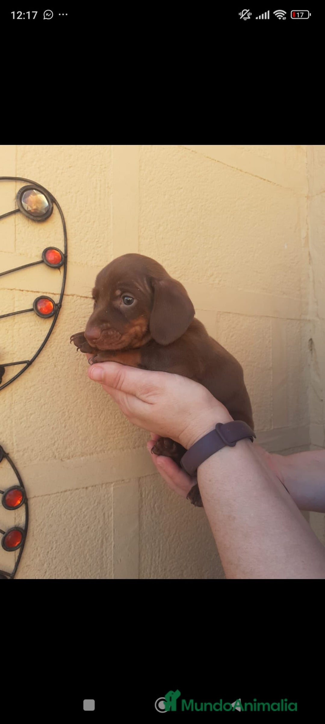 Teckel Miniatura perros en venta: Teckel mini - Anuncio 7