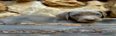 Weimaraner 4