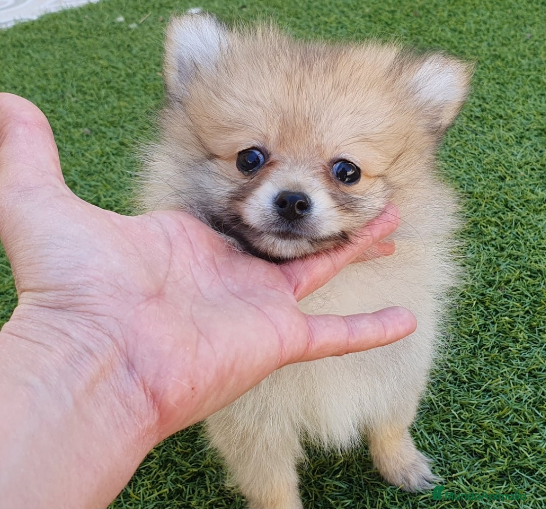 Pomerania perros Pomeranias Mini Preciosos  - Anuncio 16