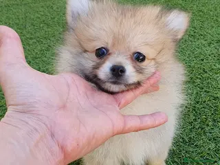 Pomerania perros Pomeranias Mini Preciosos - Anuncio 16