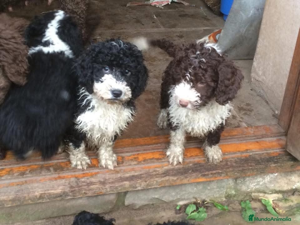 Perro de Agua Español perros CACHORROS PERRO DE AGUA  - Anuncio 2