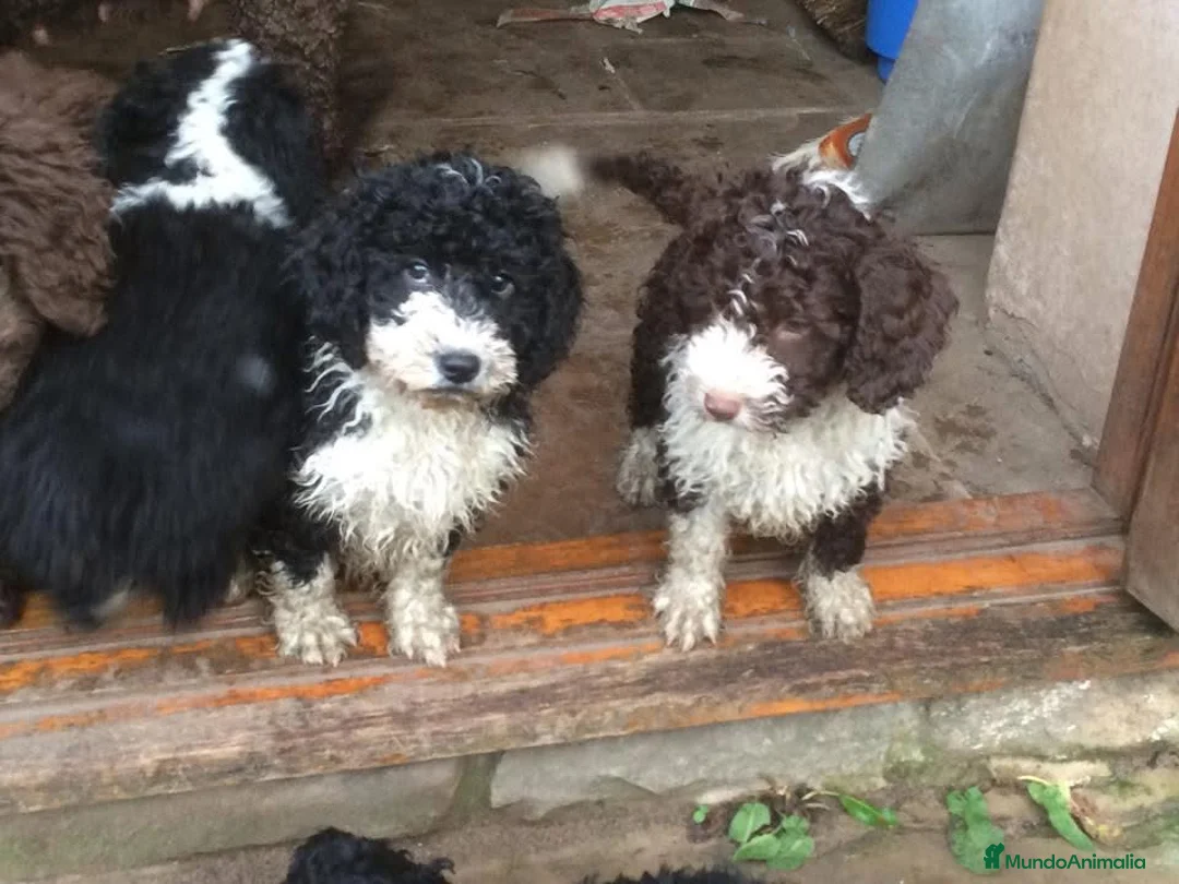 Perro de Agua Español perros en venta: CACHORROS PERRO DE AGUA  - Anuncio 2