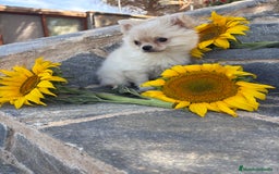 Chihuahua perros en venta: Chihuahuas macho de pelo largo  - Imagen 1