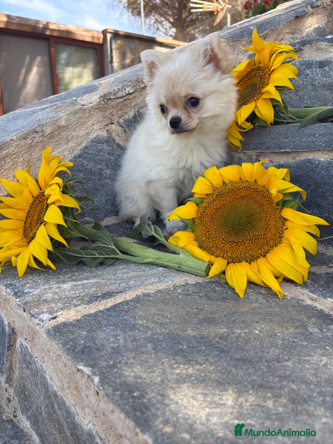 Chihuahua perros en venta: Chihuahuas macho de pelo largo  - Imagen 1