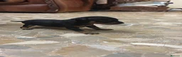 Pinscher Miniatura perros en venta: Pinscher miniatura  en Valencia - Anuncio 2