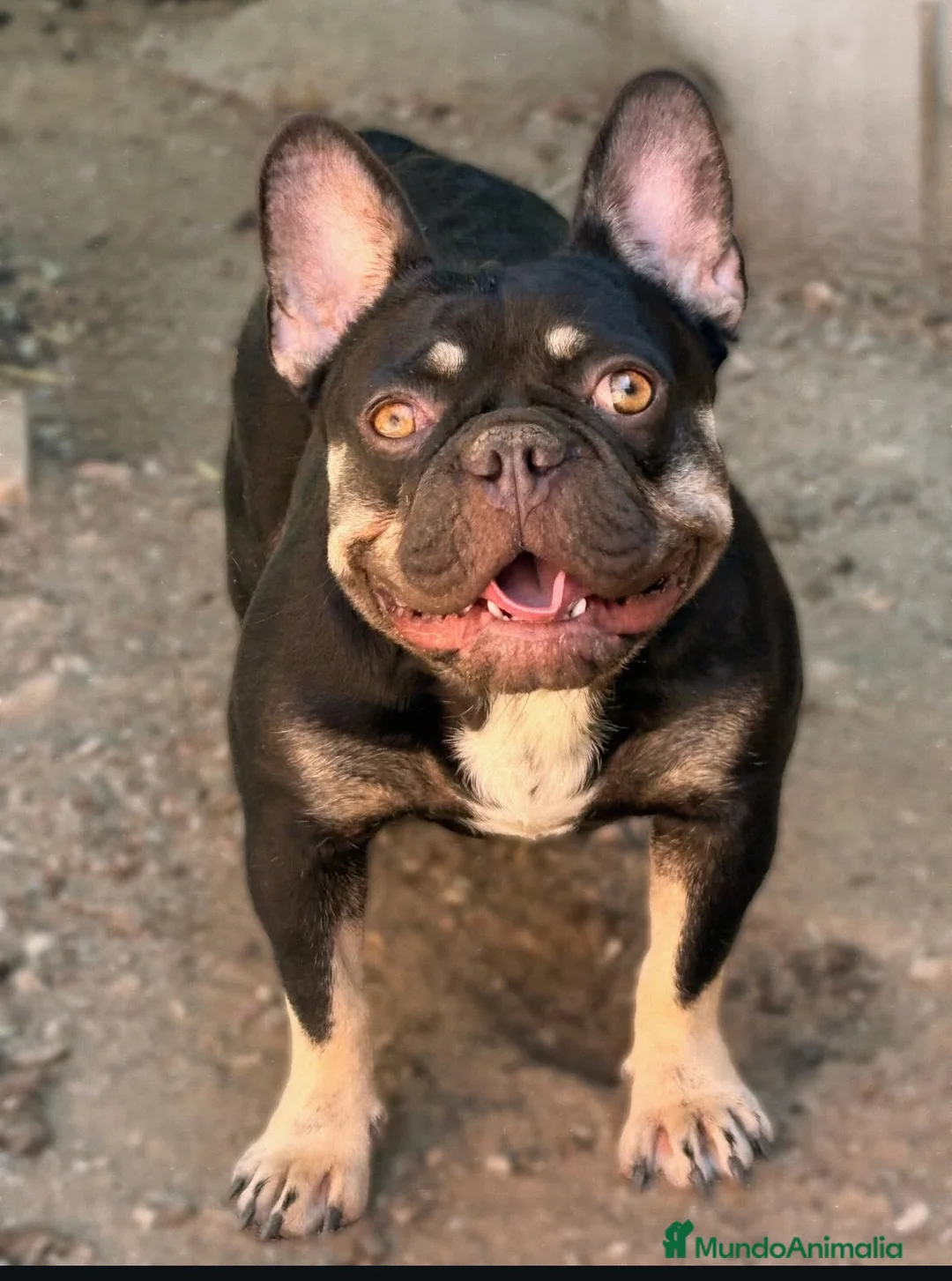 Bulldog Francés perros en venta: Bulldog francés  - Anuncio 7