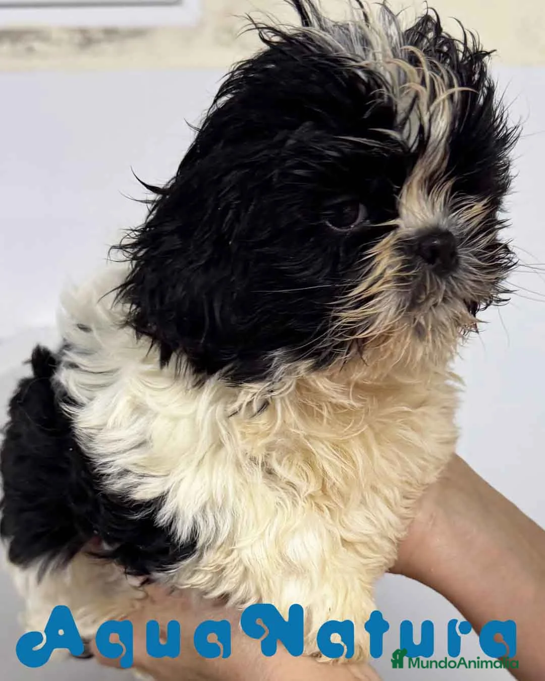 Shih Tzu perros en venta:  Shih Tzu Macho de Agata y Newman 1896 AQUANATURA - Anuncio 9