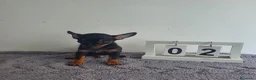 Chihuahua perros en venta: Chihuahua miniatura  - Anuncio 3