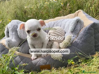 Chihuahua perros en Asturias - Anuncio 23