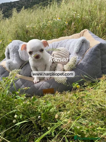 Chihuahua perros en Asturias - Anuncio 16