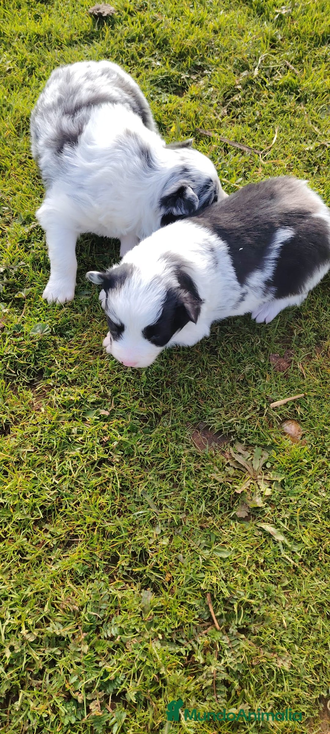 Border Collie perros en venta: Cachorros de Border Collie  - Anuncio 3