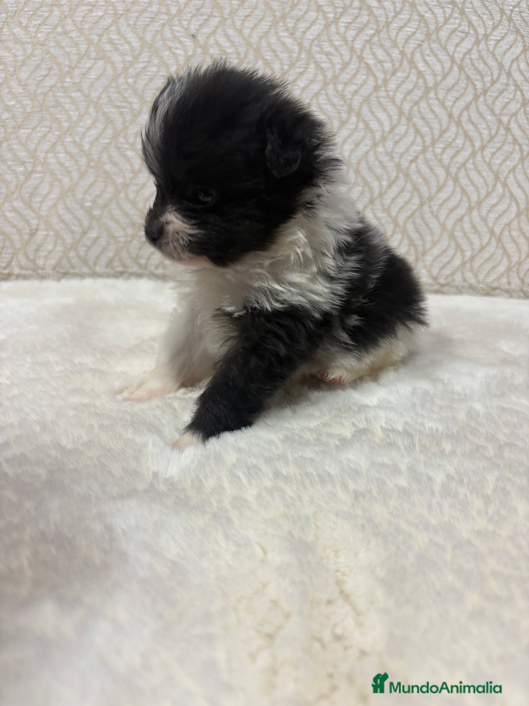 Pomerania perros en venta: Lulu Pomerania Toy macho color party Osito - Anuncio 7