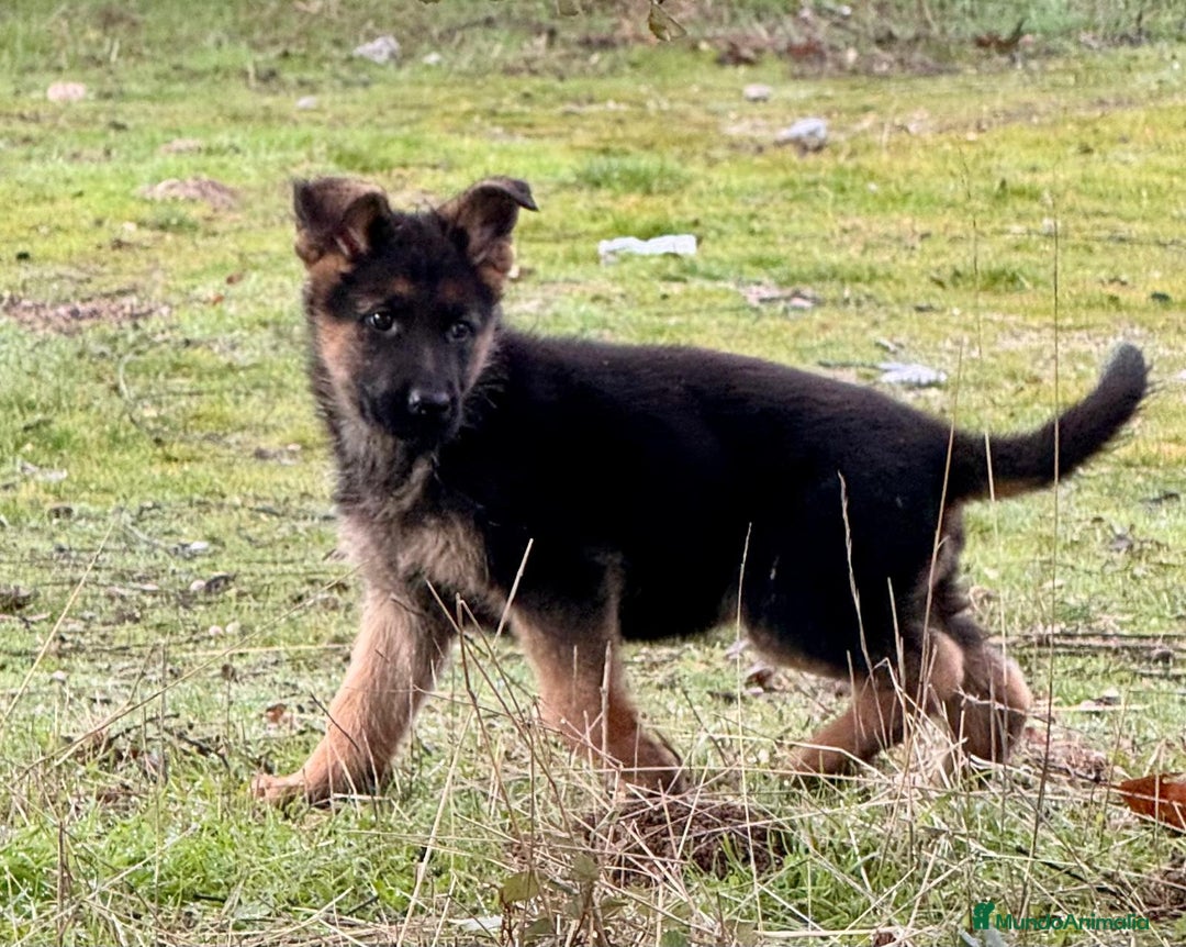 Pastor Alemán perros en venta: Pastor alemán belleza  - Anuncio 7