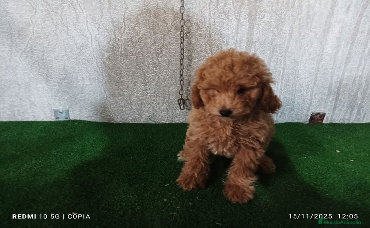 Caniche Enano perros caniche enano - Anuncio 1